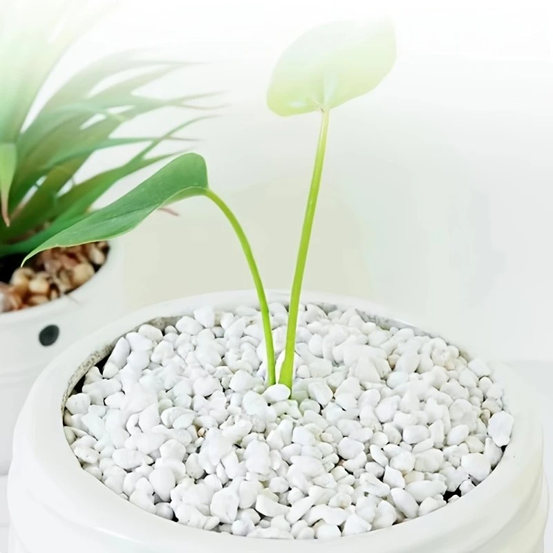 1L high-quality perlite succul - Pet Beds ulasan dan harga