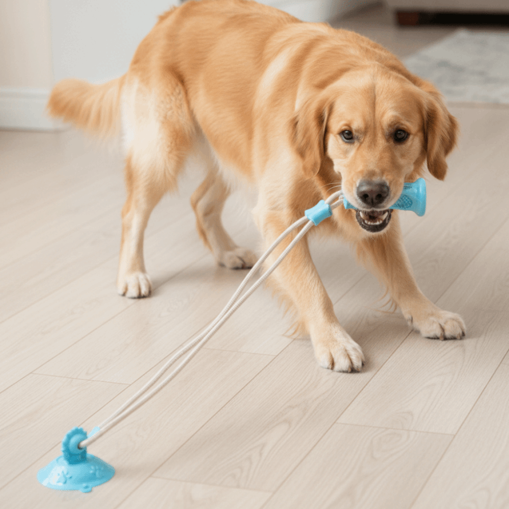Bite-Resistant Dog Suction Cup - Suction Cup Dog Tug Toy ulasan dan harga