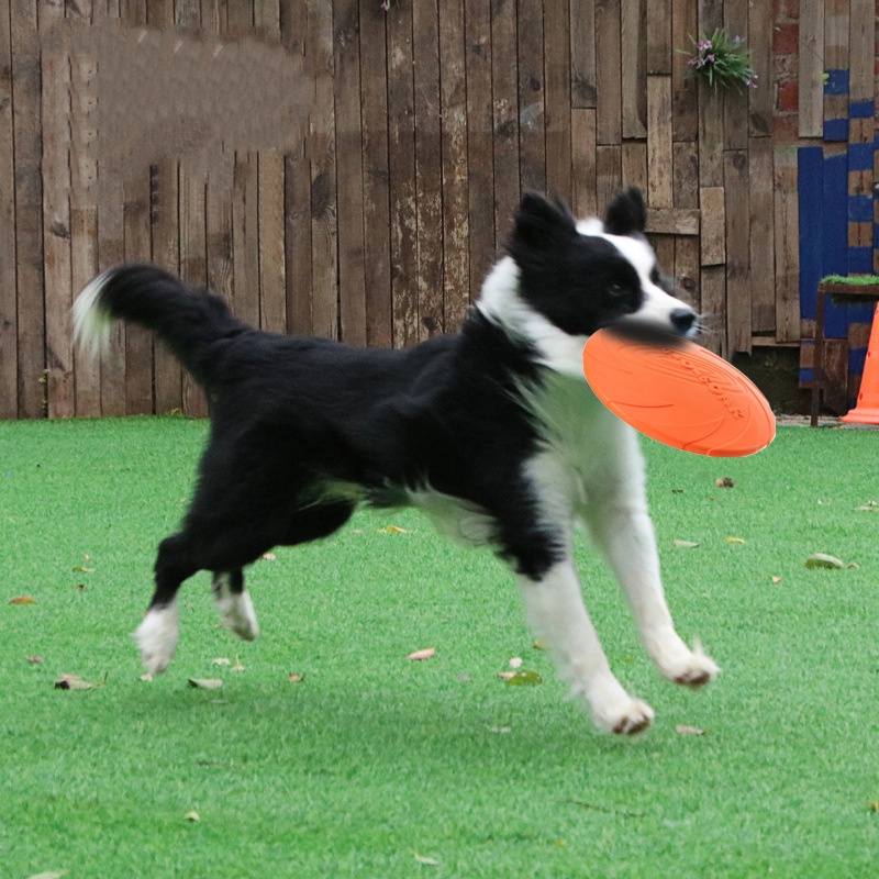 Interactive Silicone Flying Sa - Flying Disc Dog Training Toy ulasan dan harga