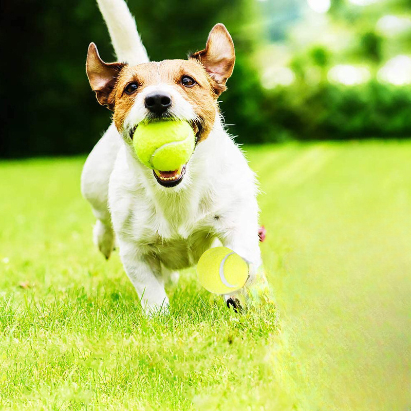 Interactive Striped Rubber Ten - Interactive Squeaky Plush Dog Toy ulasan dan harga